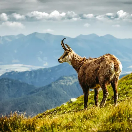 Semesterbostad Tatralake With Barrel Sauna - Pri Mare